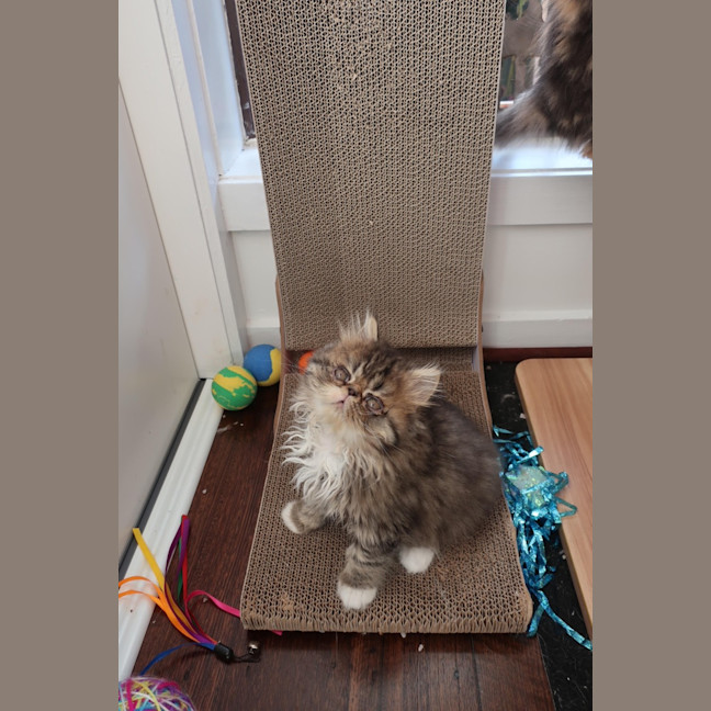 Photo of Beef Wellington