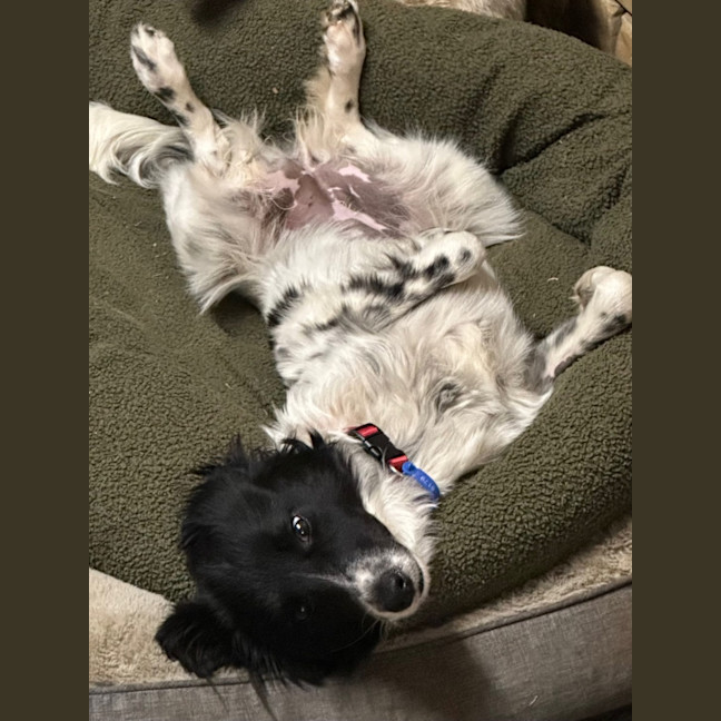 Photo of Maisie