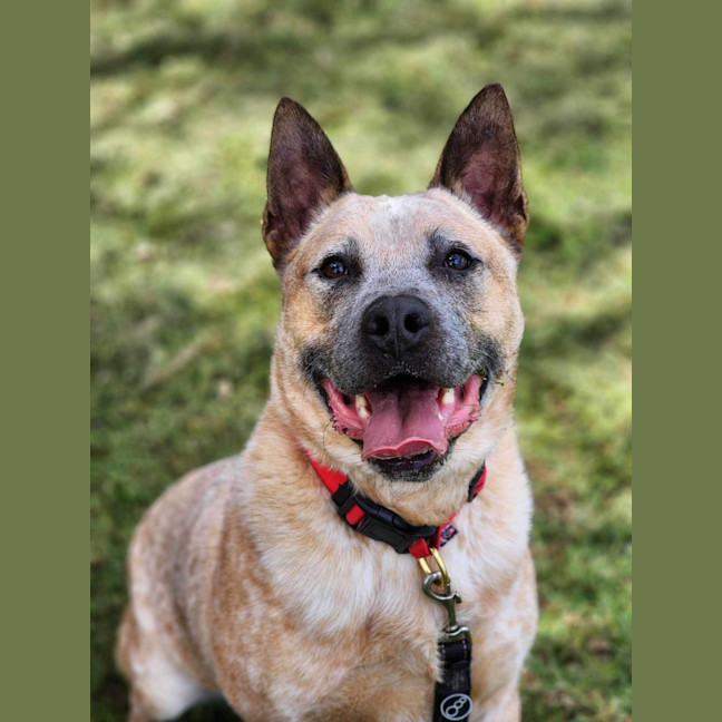 Photo of 🥏 Benji 5550 🥏