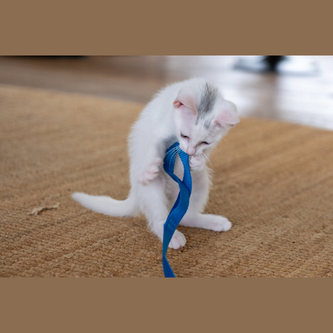Photo of Loki