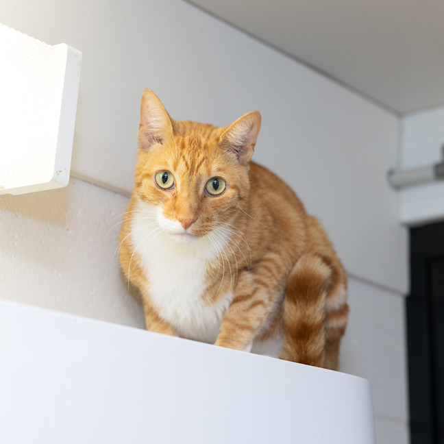 Photo of Nacho