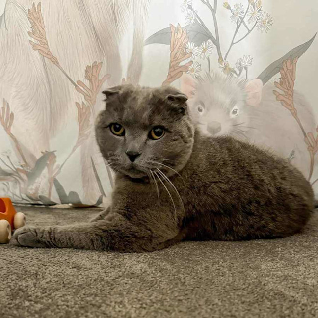 Photo of Benson ** 2nd Chance Cat Rescue**