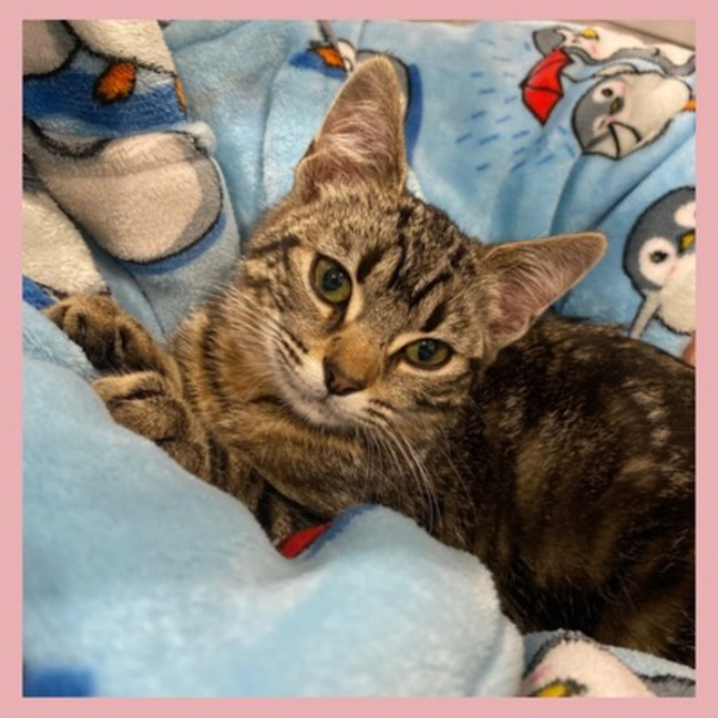 Photo of Biscuit