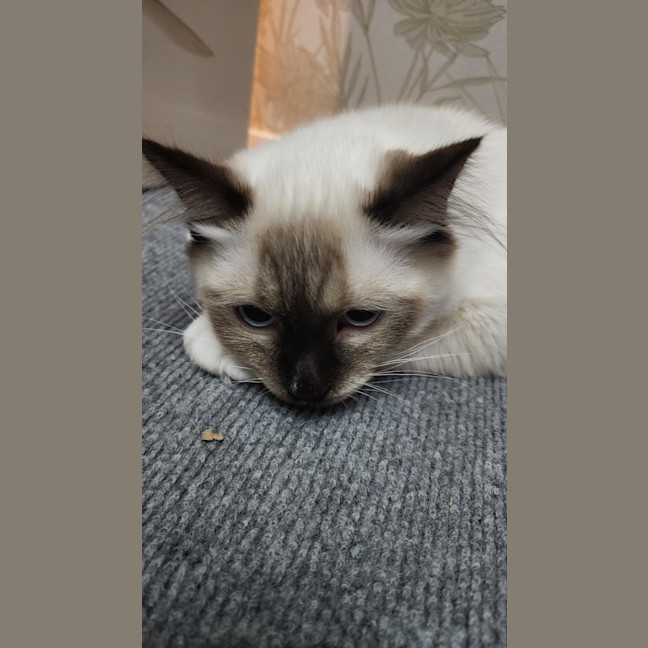 Photo of Zorro