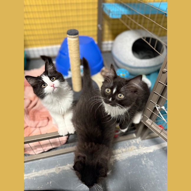 Photo of Thatcher