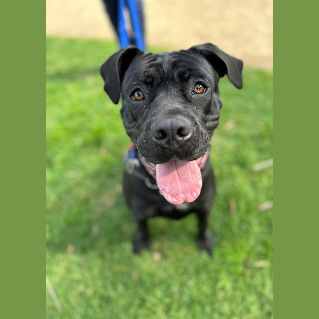 Photo of Luna