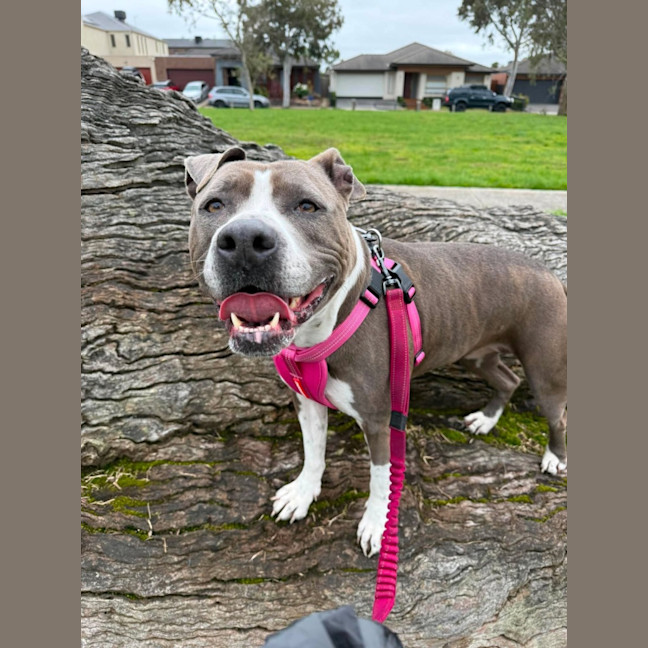 Photo of Tilly "Foster To Adopt"