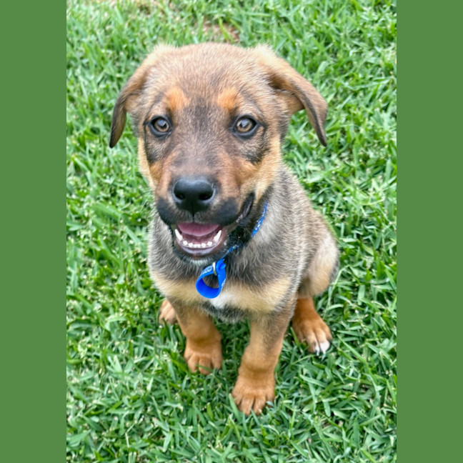 Photo of Ace   10 Week Old German Shepherd X