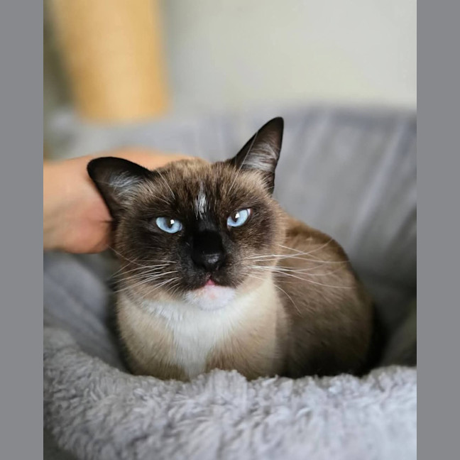 Photo of Mocha