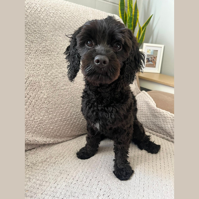 Photo of Chase   10 Month Old Cavoodle