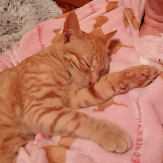 Photo of Dora The Explorer