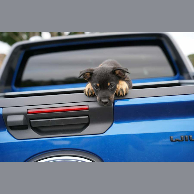 Photo of Dusty   7 Week Old Cattle Dog X Kelpie