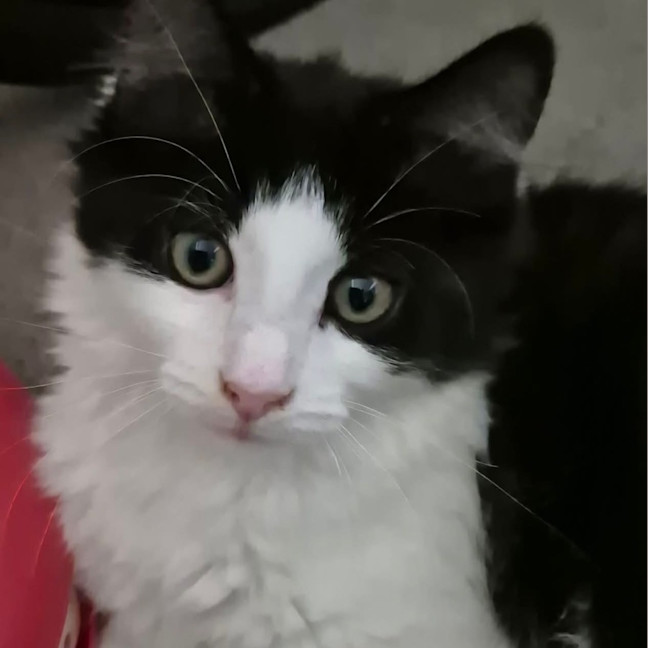 Photo of Gator