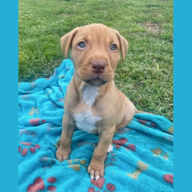 Photo of Rocky