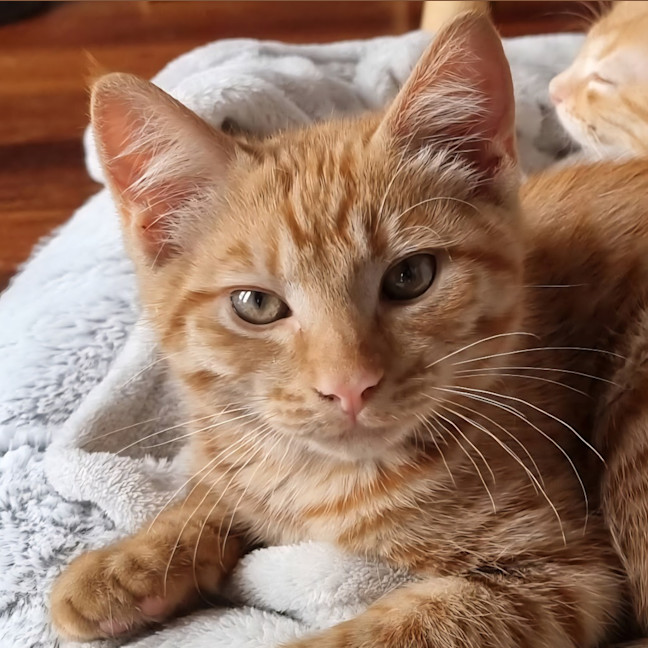 Photo of Hamish