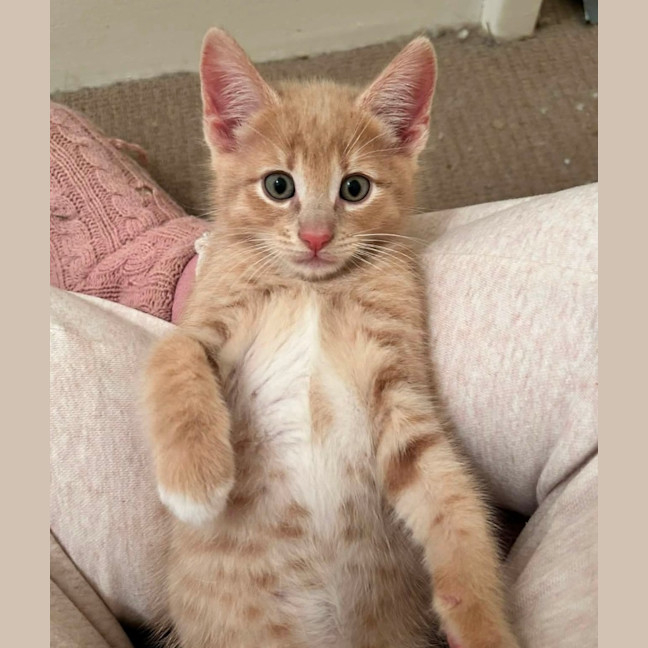 Photo of Crunchy