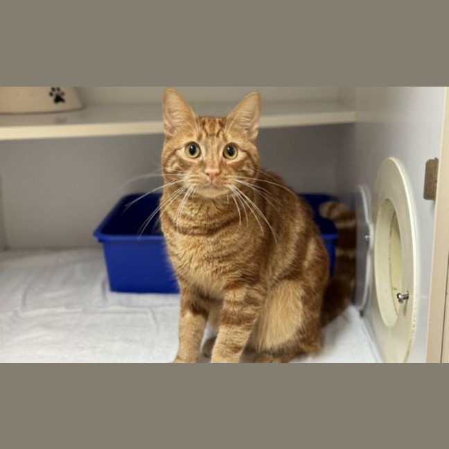 Photo of Clyde
