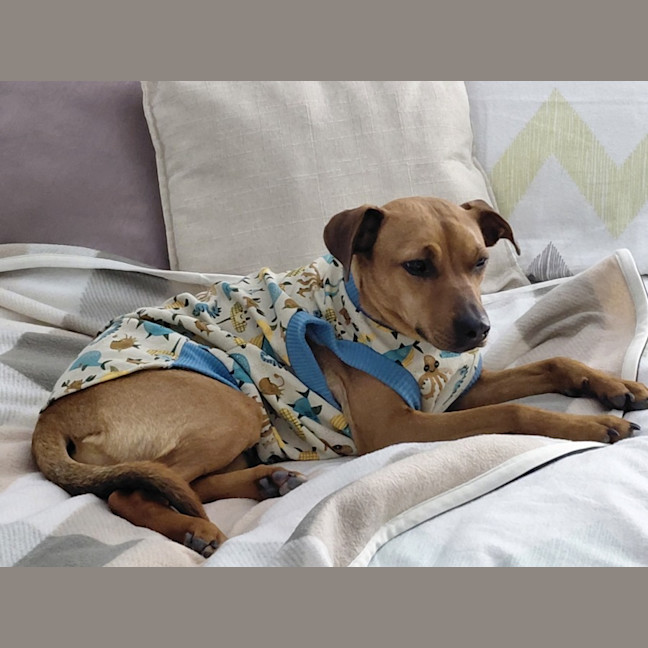 Photo of Gracie   2 Year Old Mixed Breed