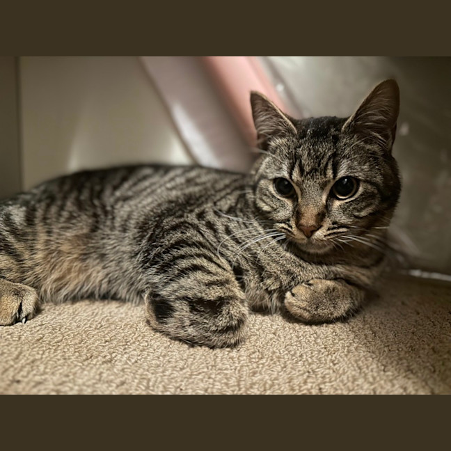 Photo of Forest   Tabby