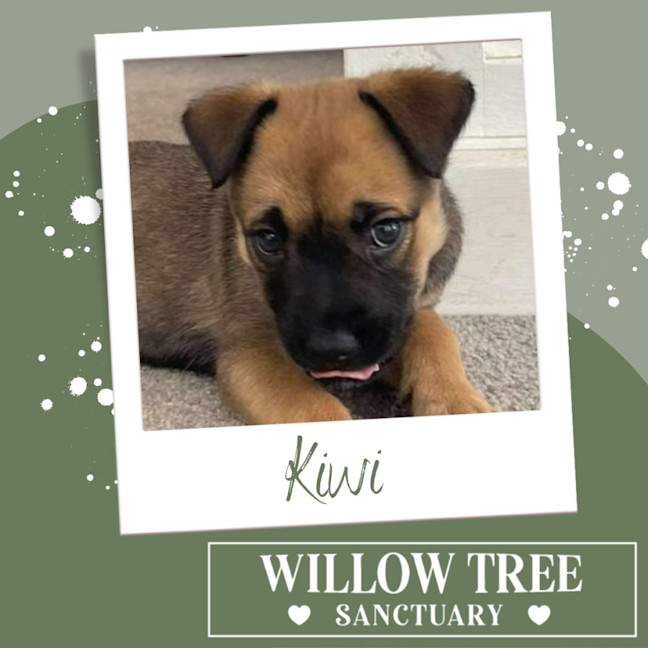 Photo of Kiwi