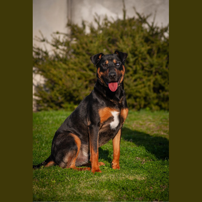 Photo of Dozer