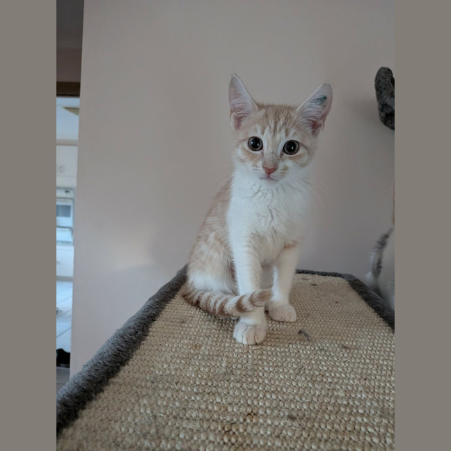 Photo of Nibbles 