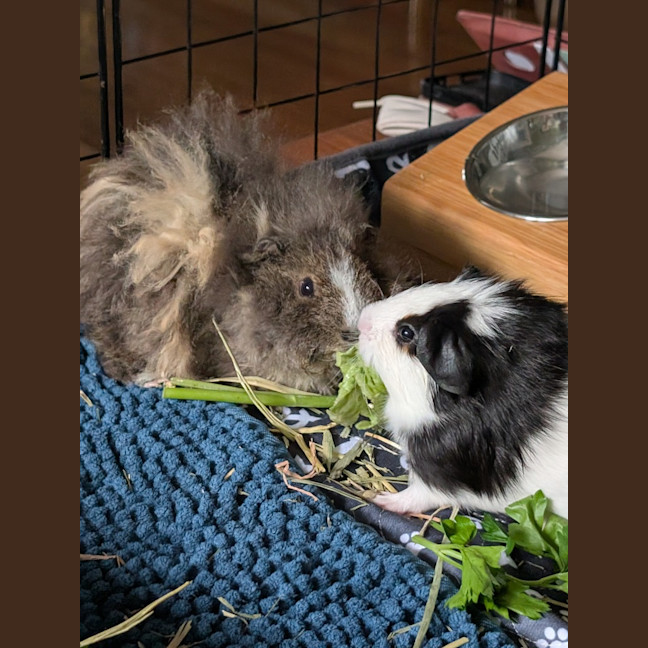 Photo of Dipper / Nipper