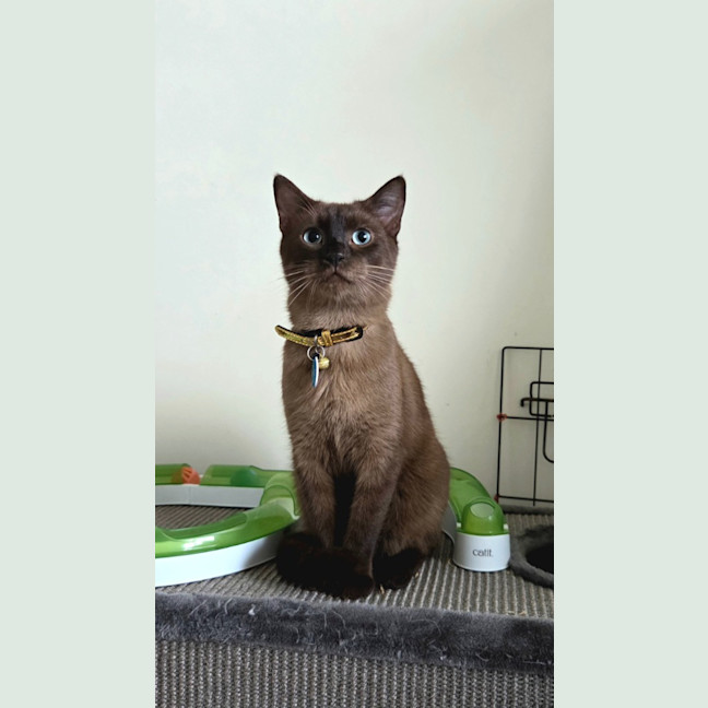 Photo of Shiloh