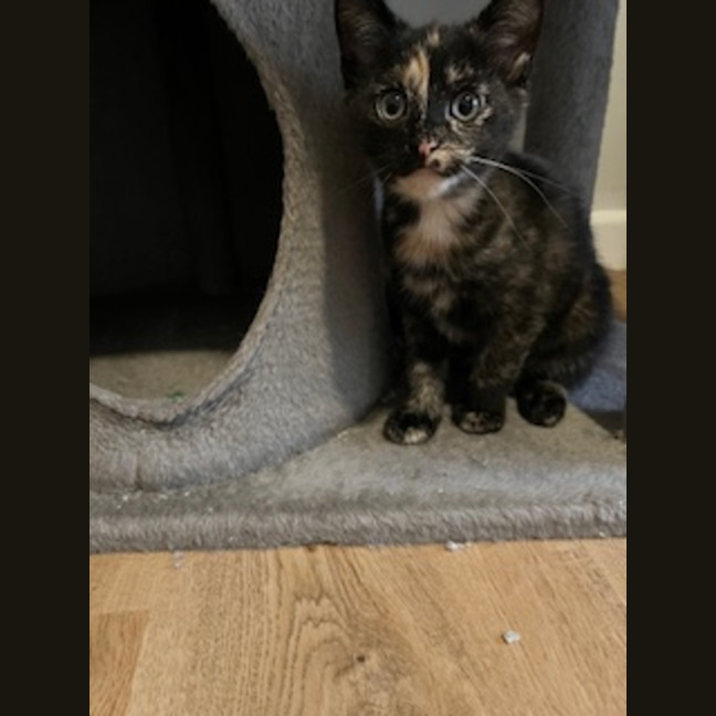 Photo of Millie   Located In Casterton