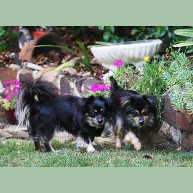 Photo of Kimchi And Kizha Newhaven