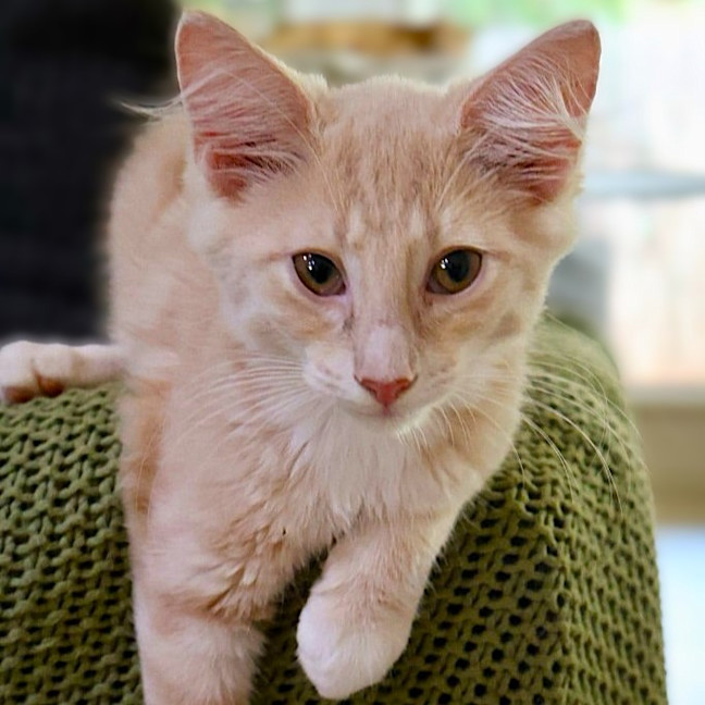 Photo of Marshmallow