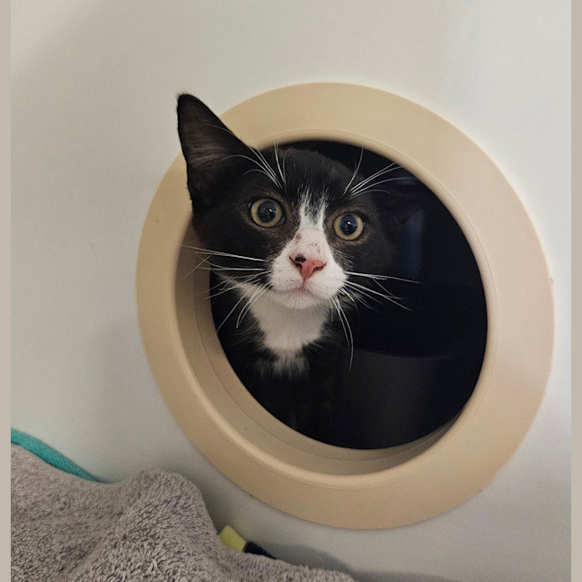 Photo of Sir Pounce