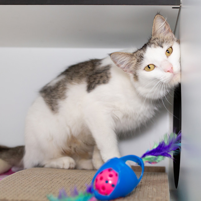 Photo of Marshmallow