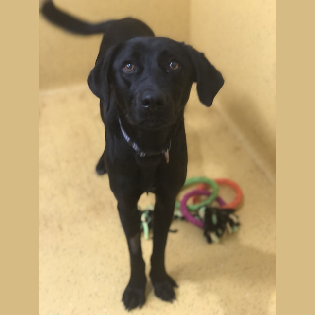 Photo of Loki