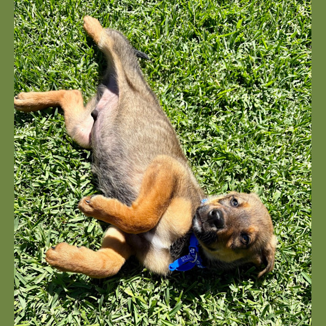 Photo of Ace   10 Week Old German Shepherd X