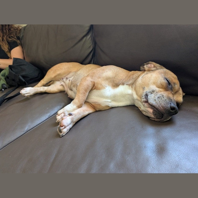 Photo of Lemon   2 Year Old Dachshund X French Bulldog