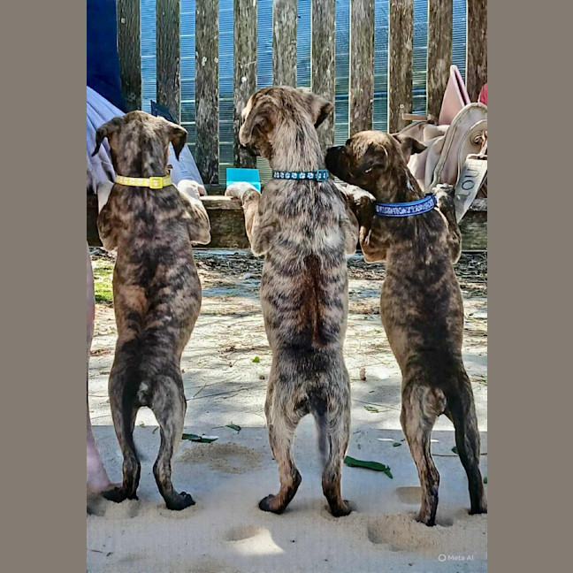 Photo of Taylor   9 Week Old Ridgeback X 