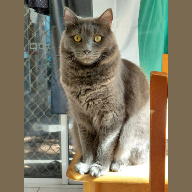 Photo of Maitland 