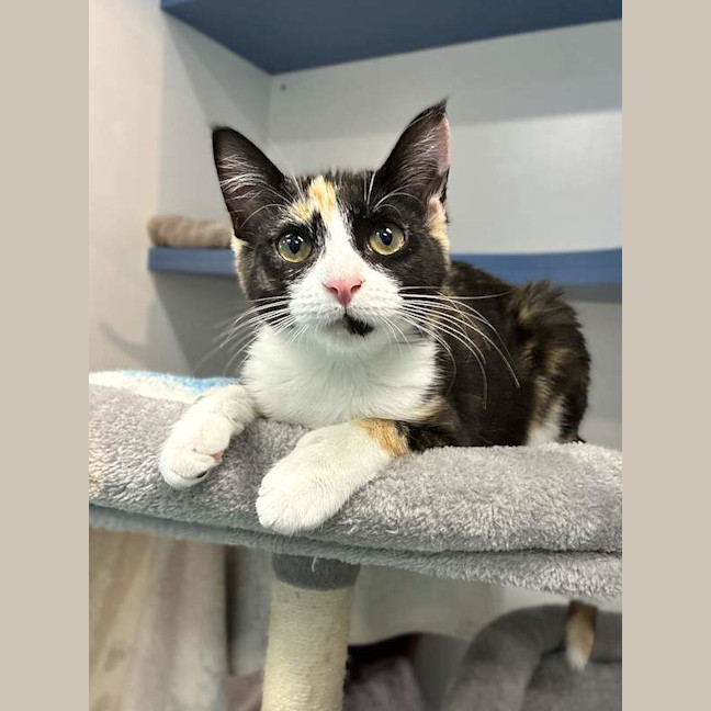 Photo of Leia