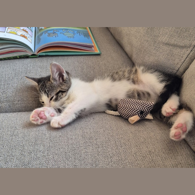Photo of Mini Miranda