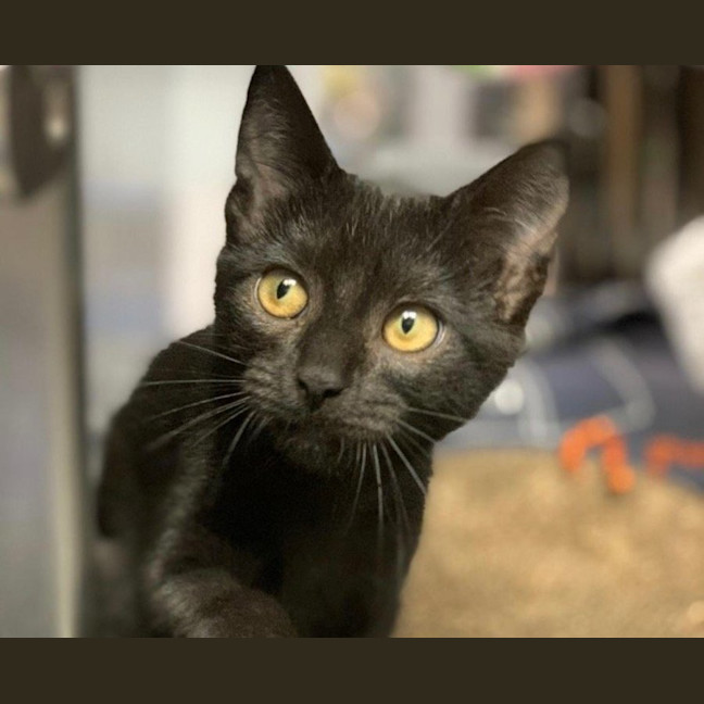 Photo of Opal *9 Lives Project Rescue*