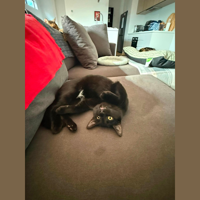 Photo of Domino 