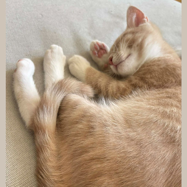 Photo of Marshmallow