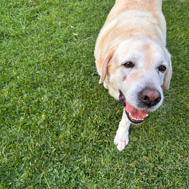 Photo of Bobby   12 Year Old Labrador