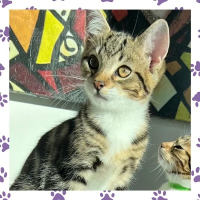 Photo of Violet