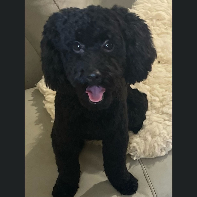 Photo of Coco