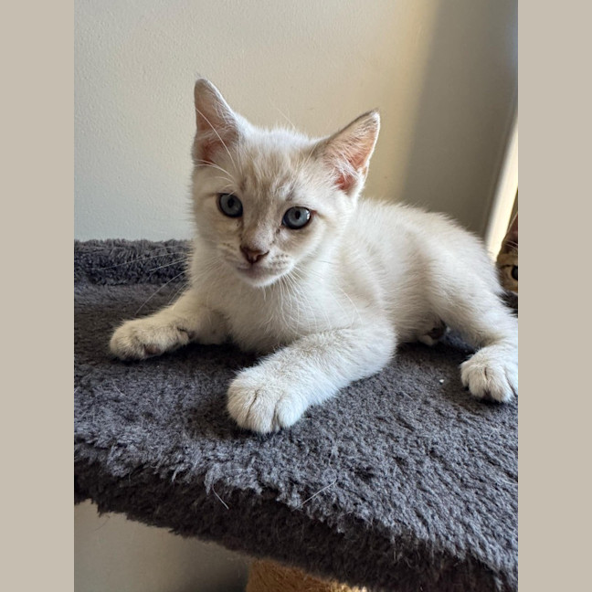 Photo of Hendrix