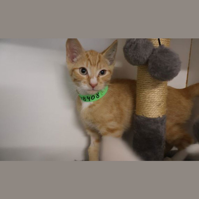 Photo of Simba