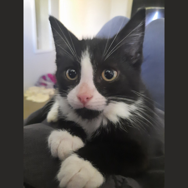 Photo of Ronan