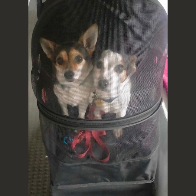 Photo of Bella / Tiny